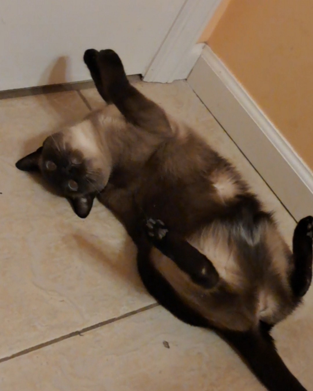 Luna🌙💫 (twin of Stella) the Siamese. Cat, Floor, Flooring, Dog, Siamese