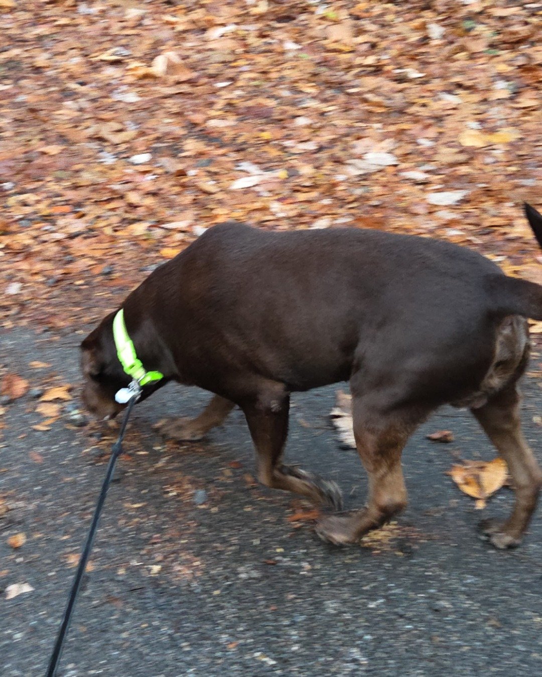 Roscoe the chocolate lab. Accessories, Strap, Leash, Dog