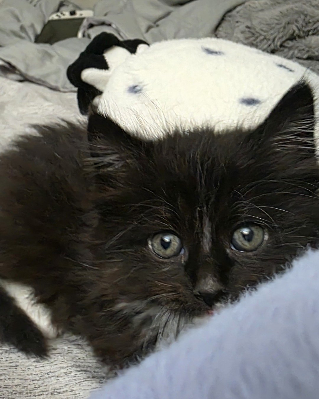 Andy. Cat, Kitten, Blanket