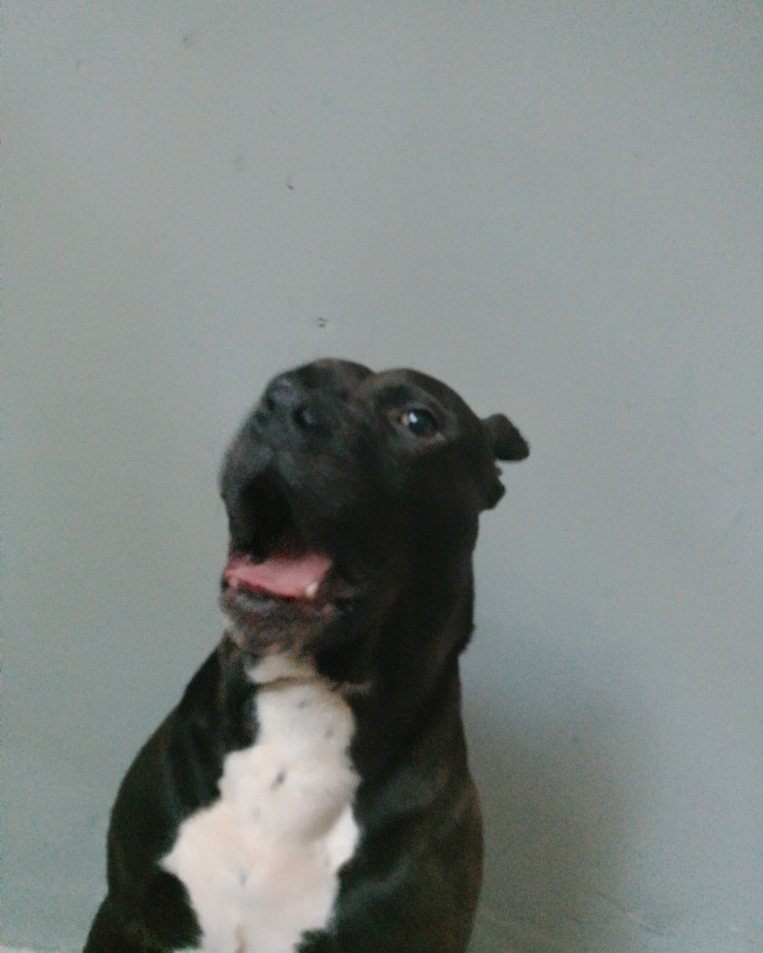 Shadow the Pitbull terrier. Dog, Puppy, Boxer, Bulldog