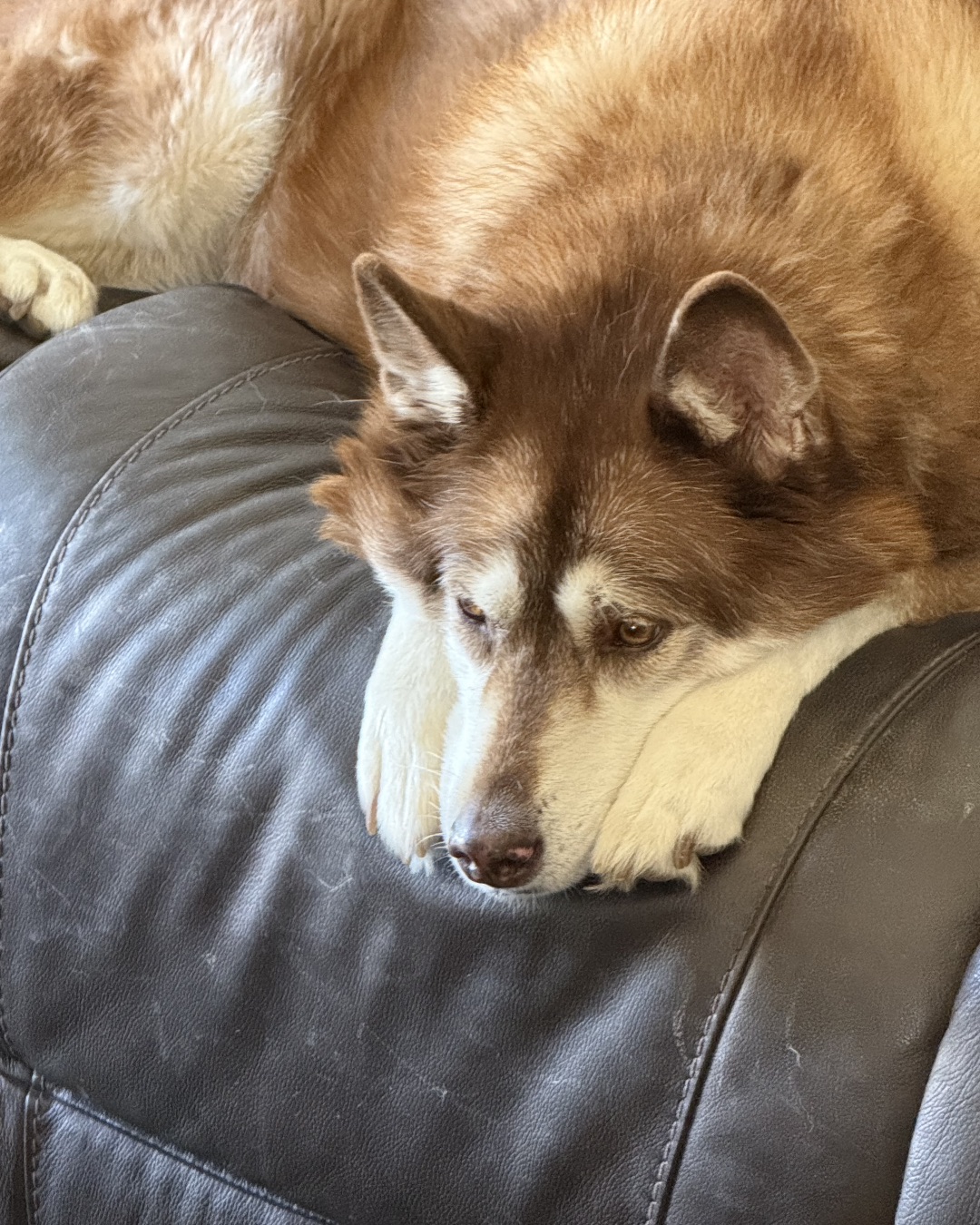Nala the Siberian Husky — Dog, Husky, Cushion, Home Decor, Puppy