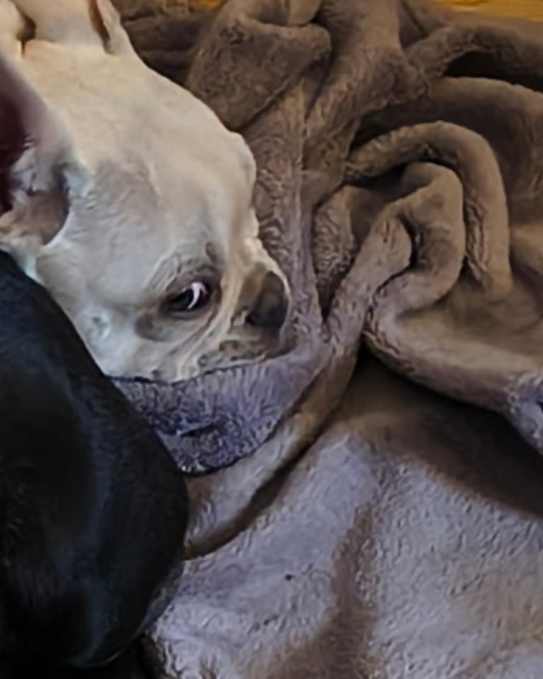 David and lola. Blanket, Dog, Bulldog, French Bulldog