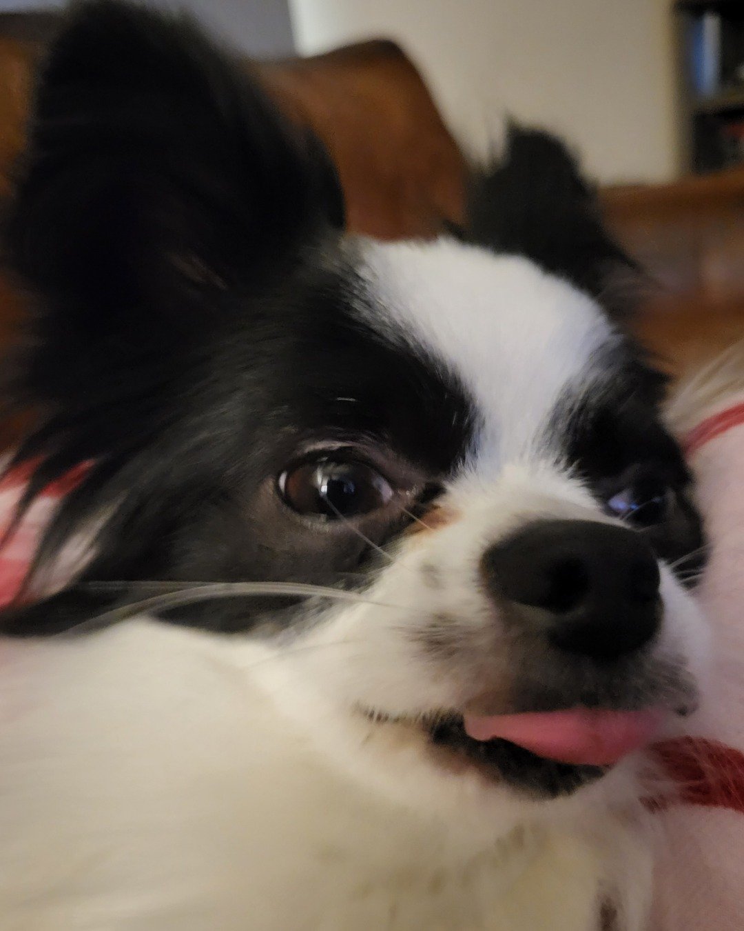 Danny the Long haired Chihuahua. Dog, Puppy, Cocker Spaniel, Papillon