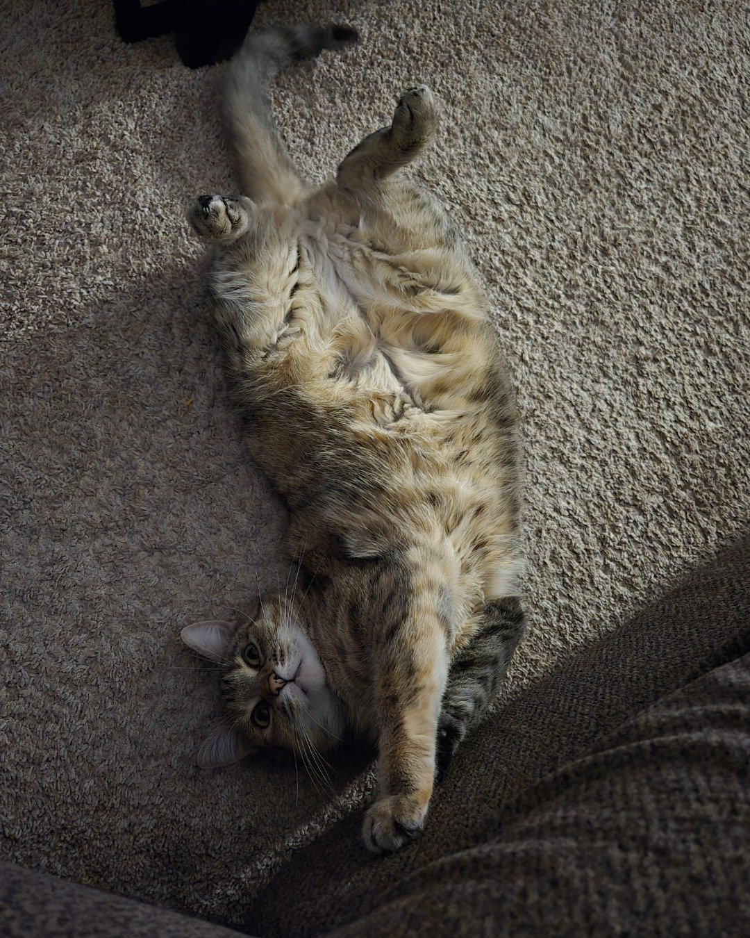 Lucy the tabby. Cat, Kitten, Couch, Furniture, Manx