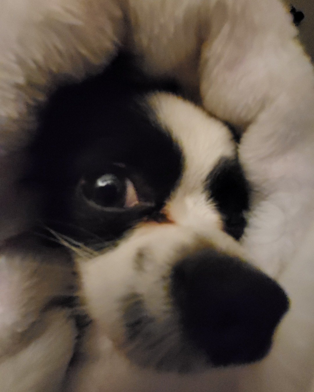 Danny the Long haired Chihuahua. Dog, Puppy