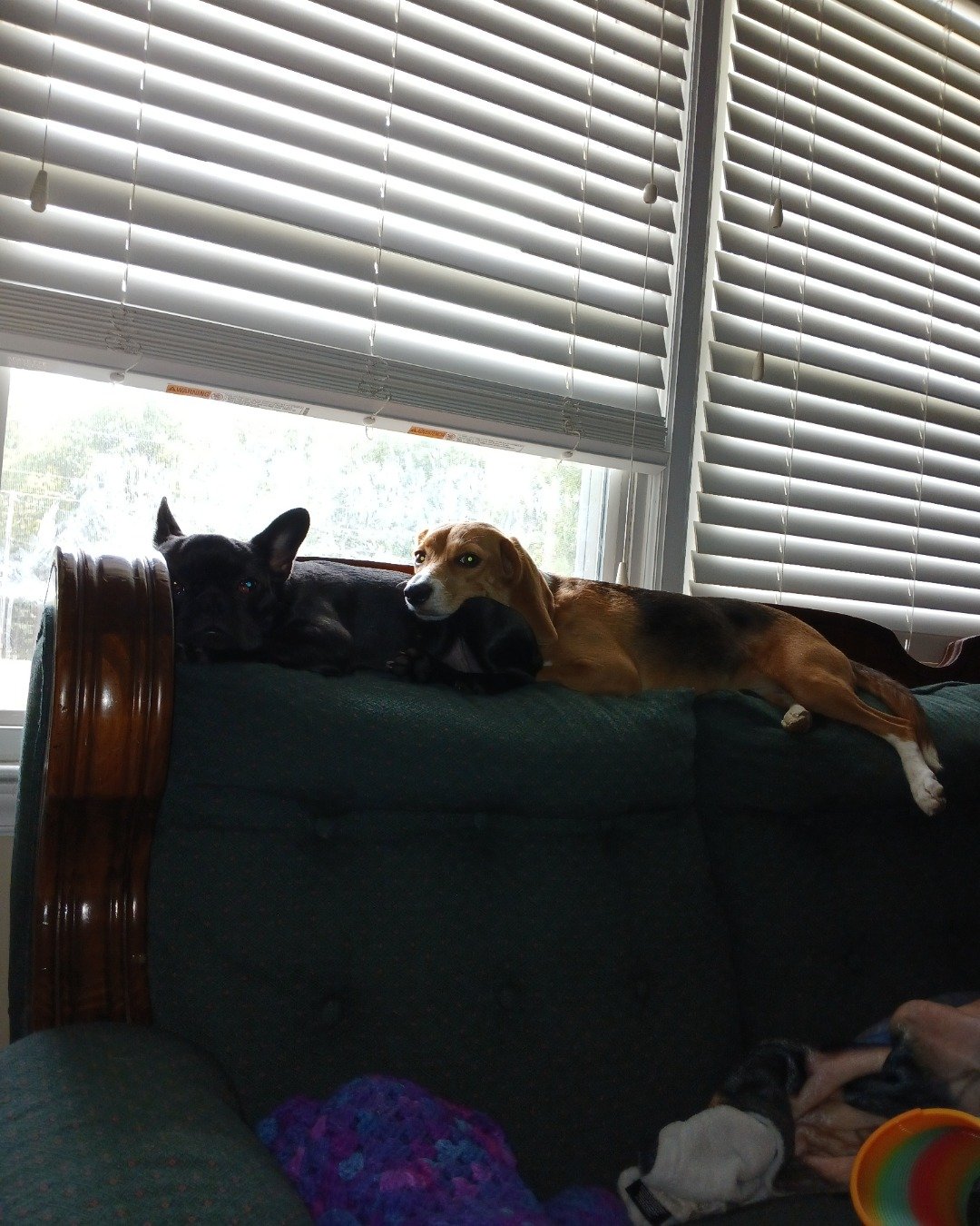 chilly+lucy the frenchbully+beagle. Couch, Furniture, Home Decor, Architecture, Building, Indoors
