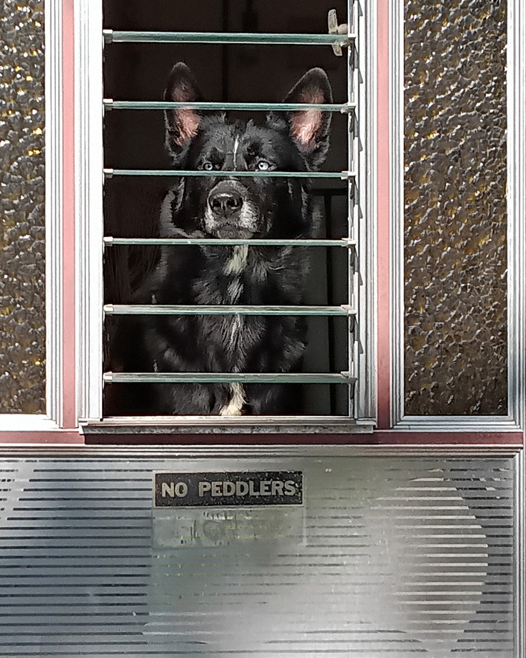 Niko & Nika & Tank the Siberian husky. Dog, Architecture, Building, Outdoors, Shelter, Window