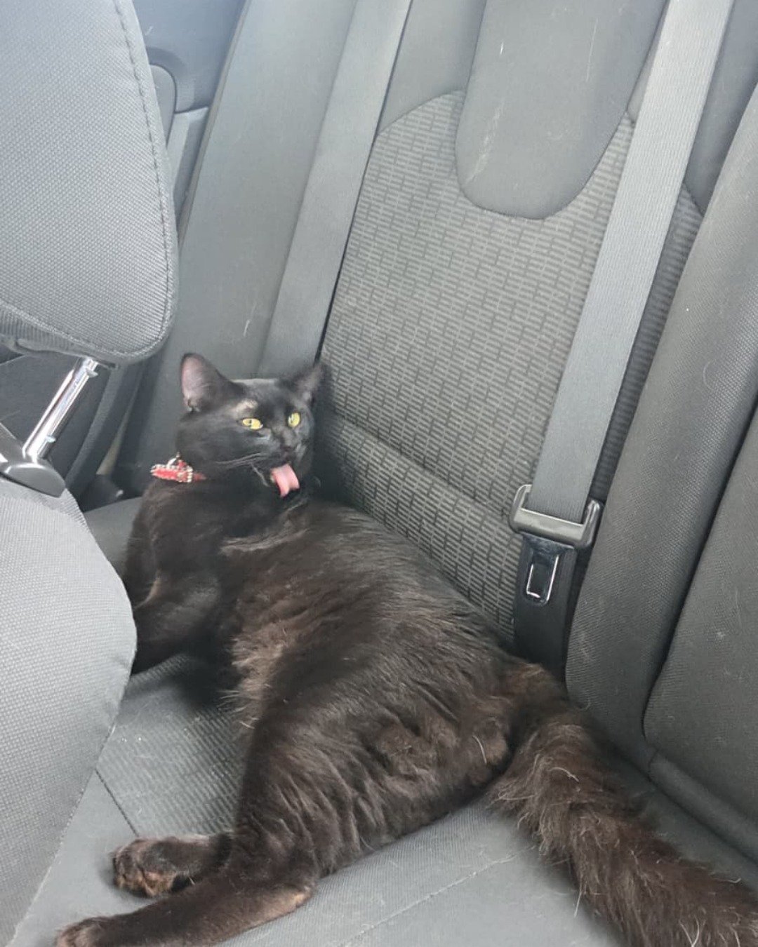 Tarin the Long hair. Accessories, Cat, Transportation, Vehicle, Car