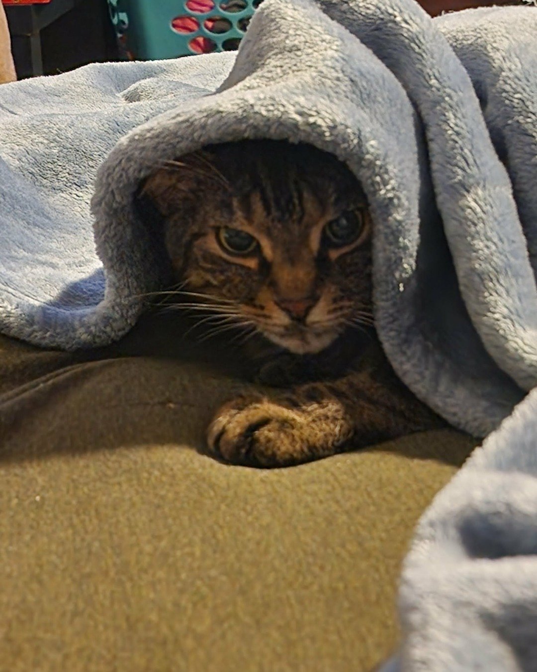 Rick. Blanket, Cat