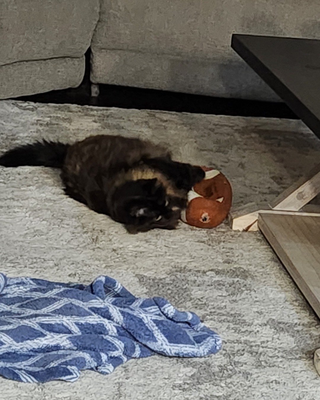 Ember — Cat, Kitten, Home Decor, Dog
