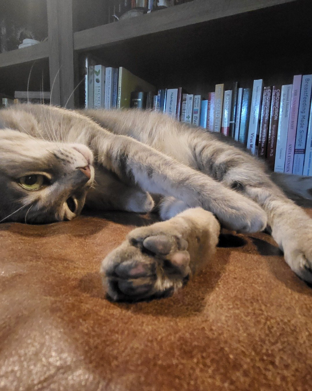 Jack the Tabby. Book, Publication, Indoors, Library, Furniture, Interior Design