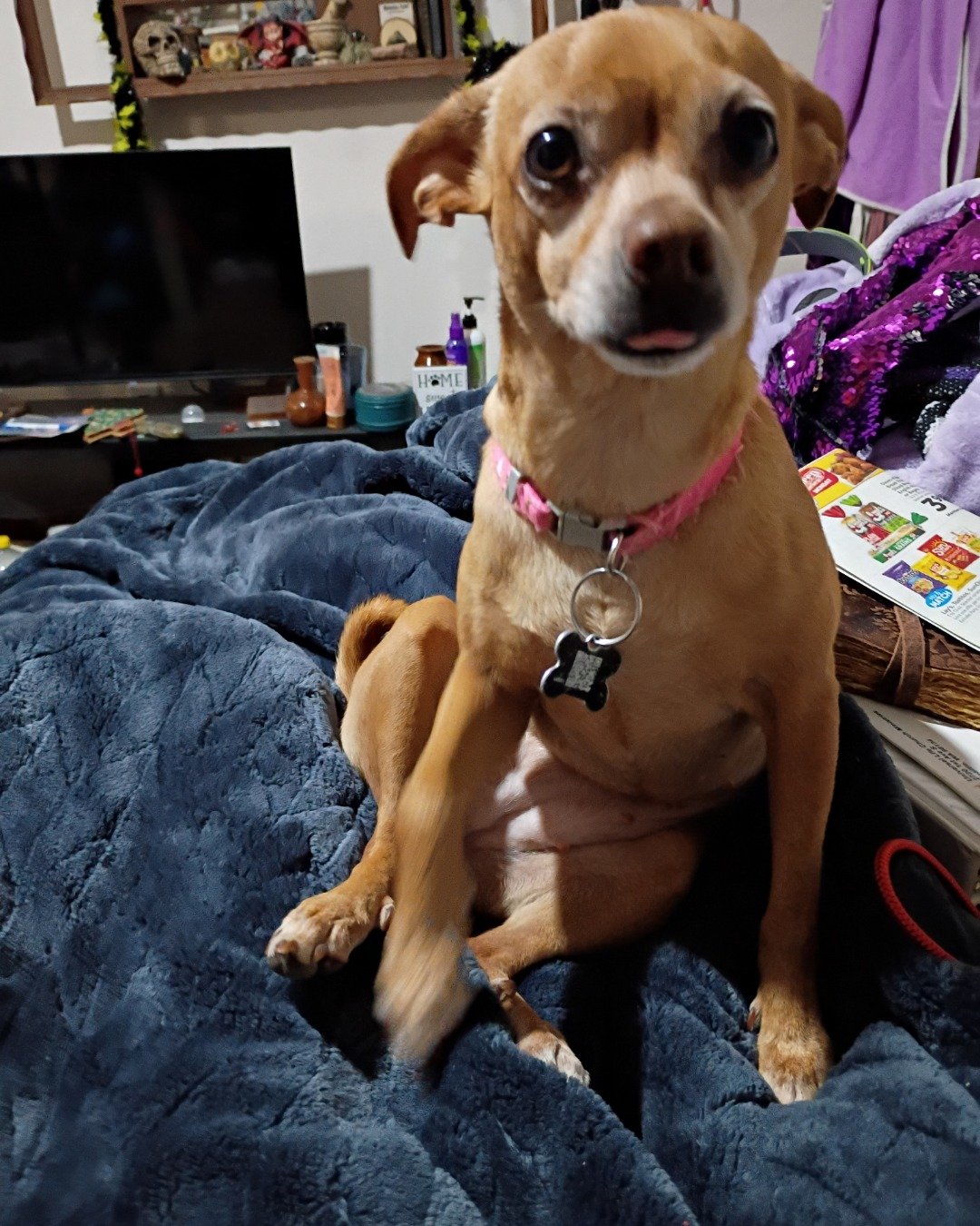 Freya Goddess the deer head Chihuahua. Dog, Puppy, Computer Hardware, Electronics, Hardware, Monitor