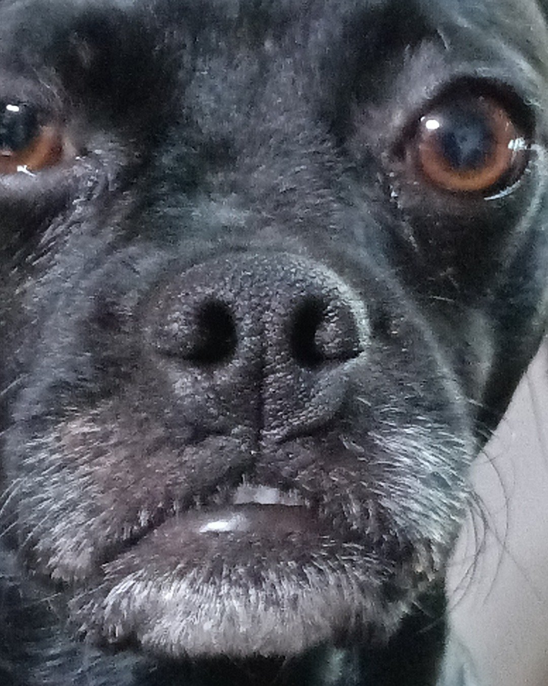 Amita the pugzu. Snout, Dog