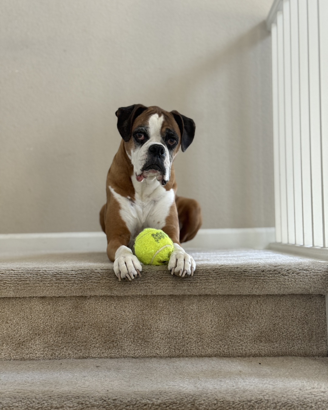 Thalia the Boxer — Ball, Sport, Tennis, Tennis Ball, Dog, Puppy