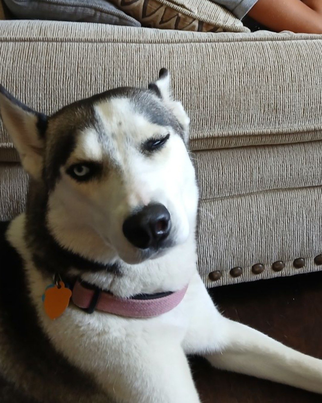 zuri the Redtail Husky. Dog, Husky