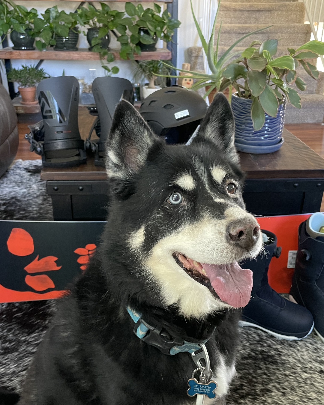 Loki the Husky Mix