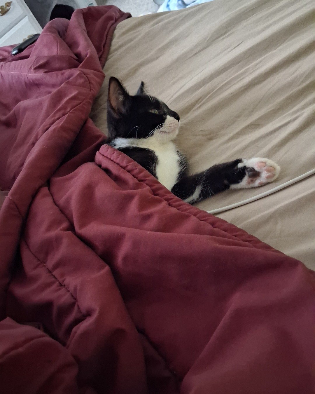 Sebby. Blanket, Cat, Kitten, Furniture