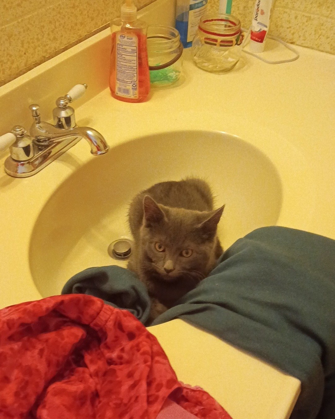 Biscuits the Russian blue. Sink, Cat, Sink Faucet, Cup