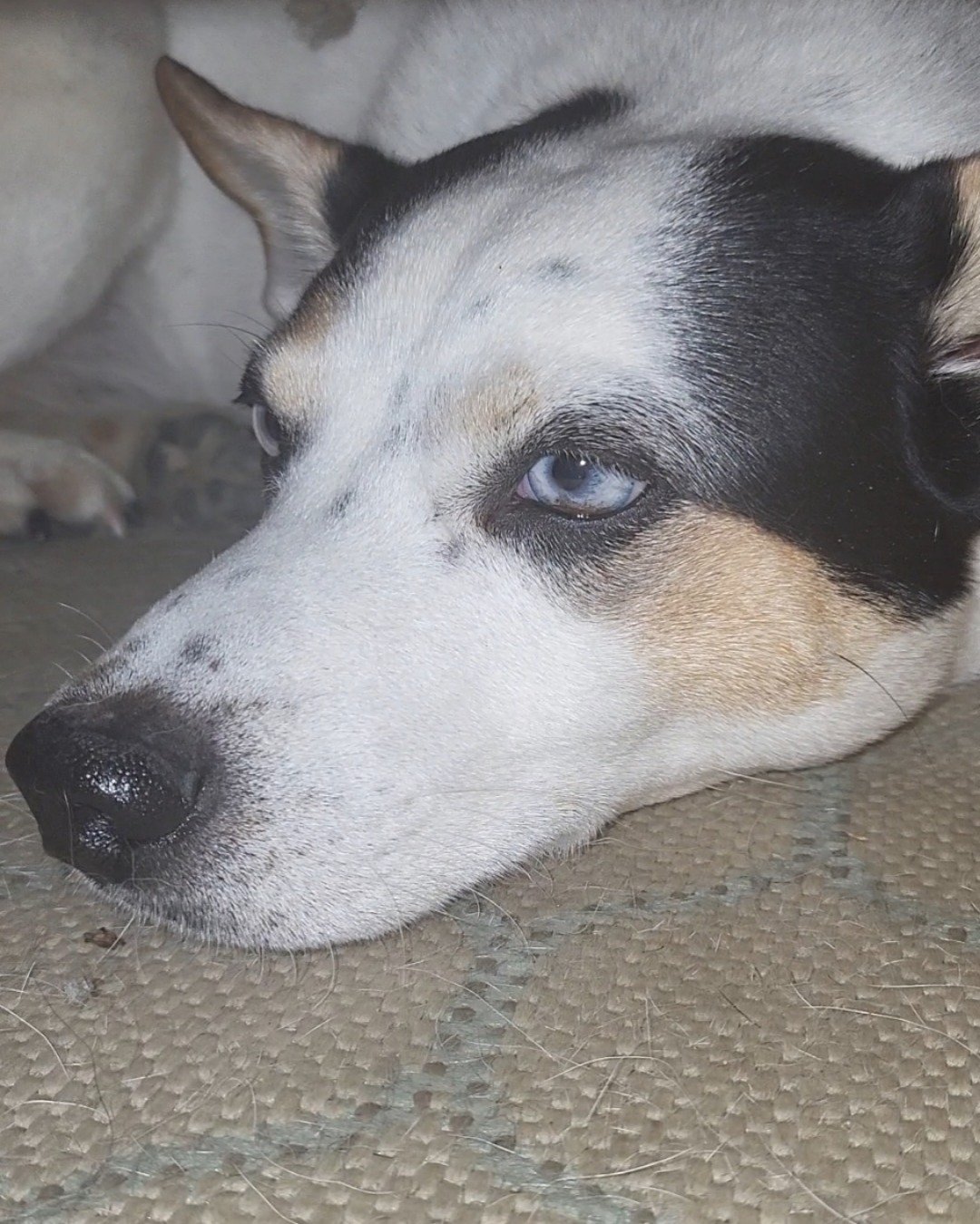 Billy the 1/4 Chihuahua 3/4 Queensland healer. Snout, Dog, Husky, Hound, Rat, Rodent