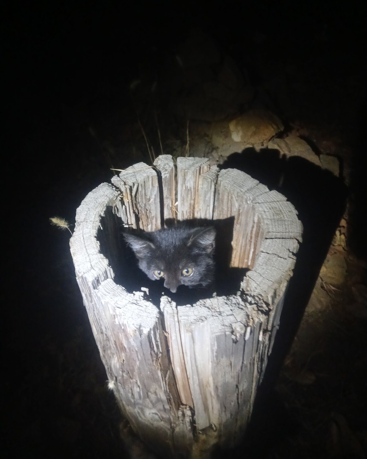 Baby Girl and Batgirl. Plant, Tree, Wood, Cat, Kitten, Tree Stump