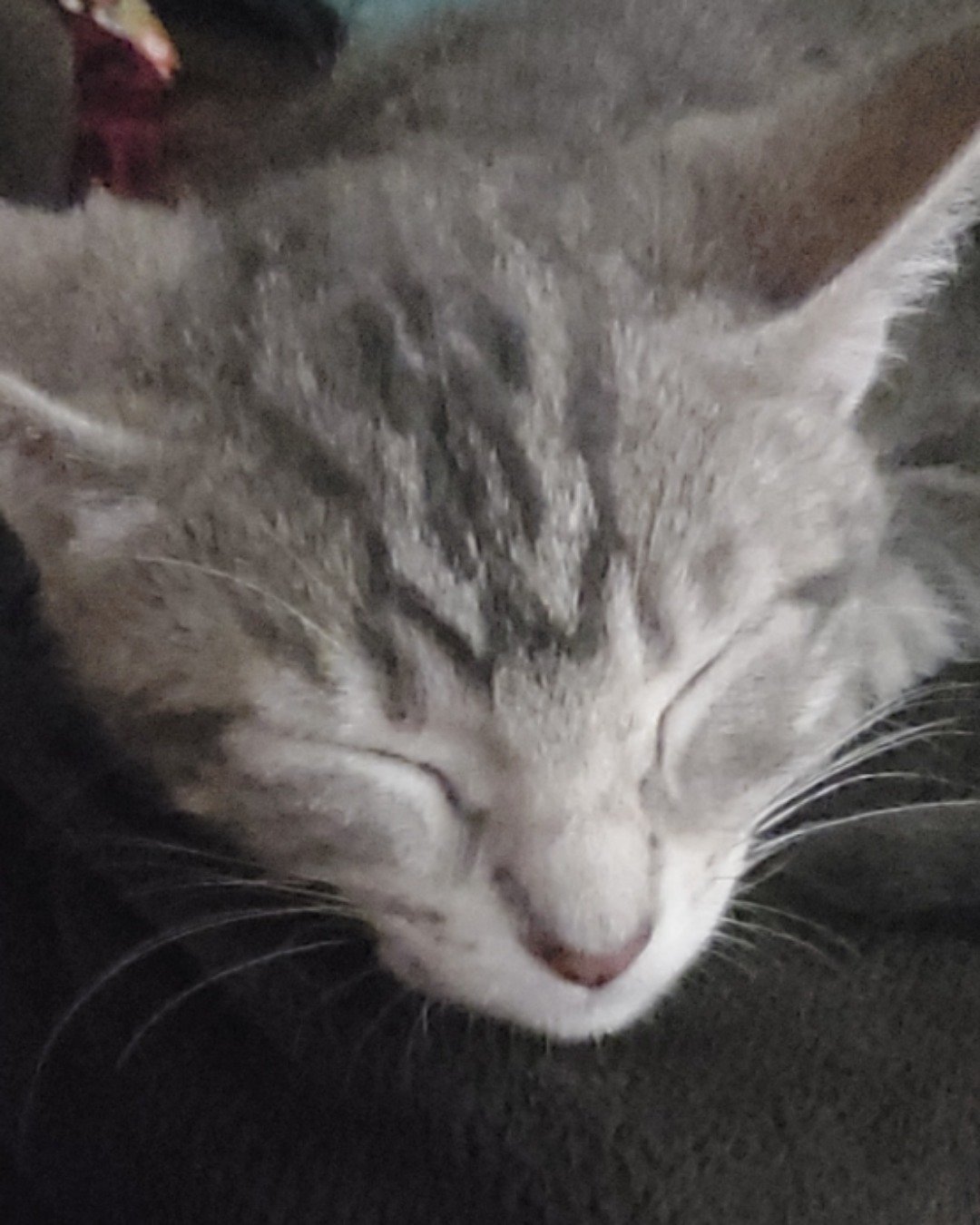 muffin the mutt. Cat, Kitten