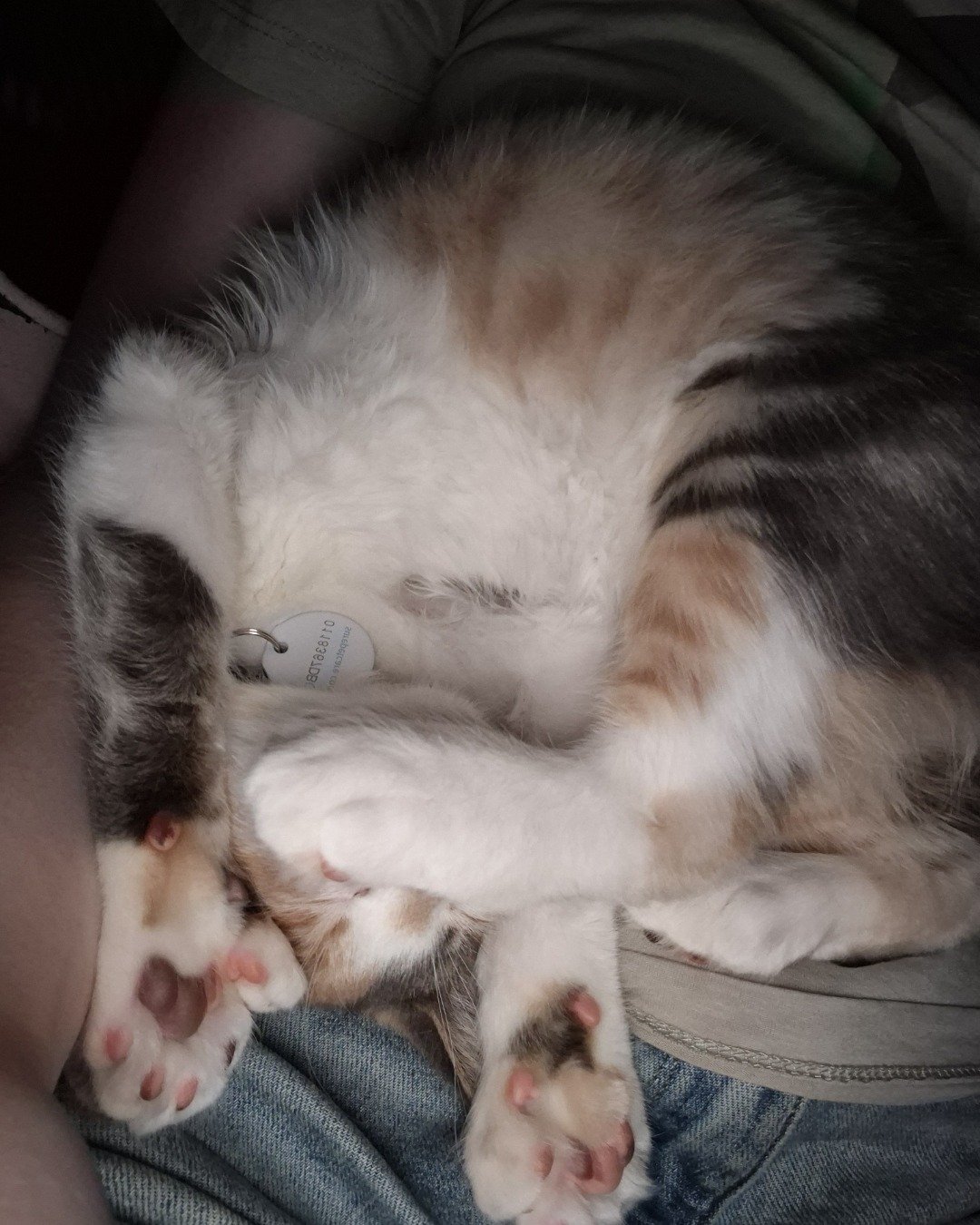 Dawn 🌅 the Calliby. Person, Sleeping, Cat, Kitten, Couch, Furniture