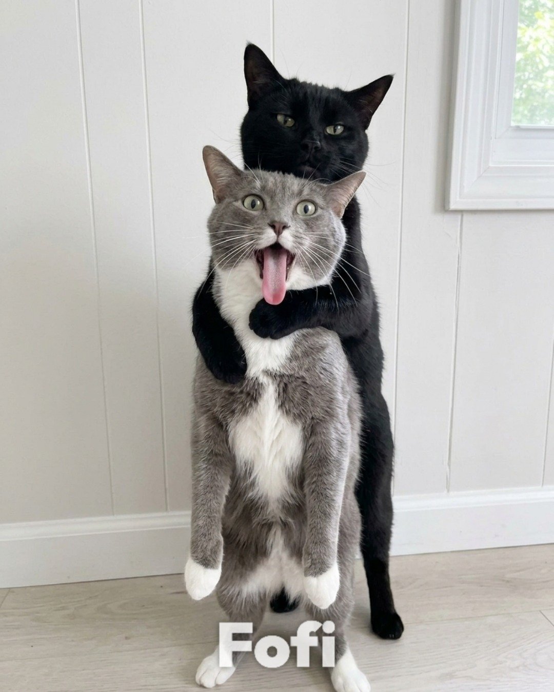 Lillith the American shorthair. Cat, Body Part, Mouth, Person