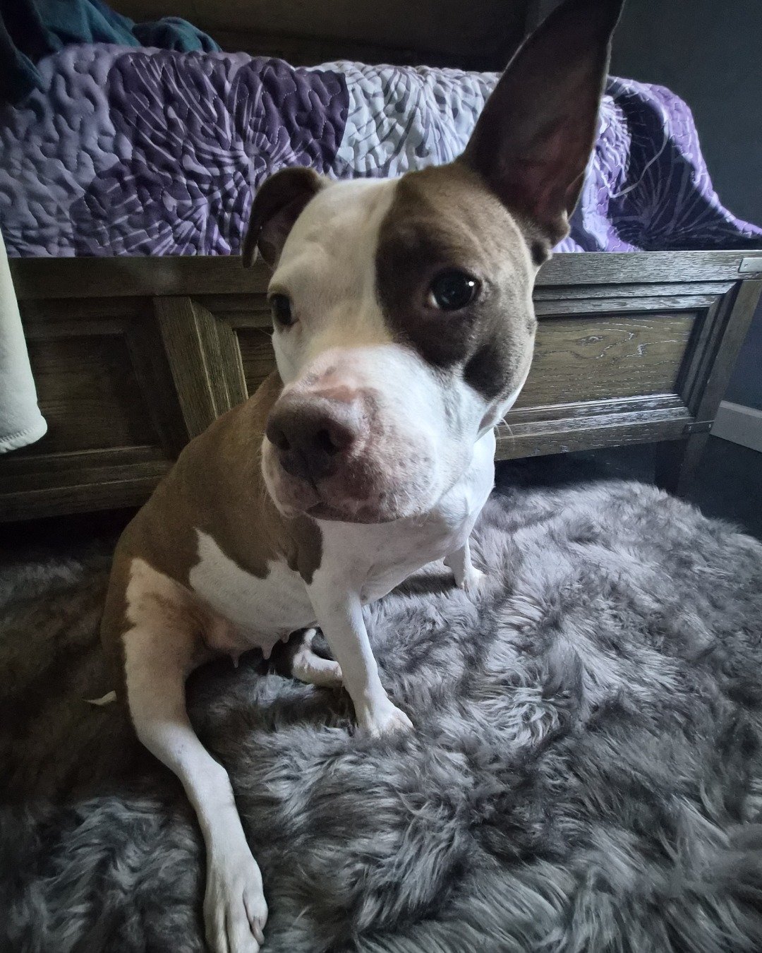 Luna the American Pit Bull. Dog, Puppy, Bulldog, Pitbull, Furniture, Home Decor