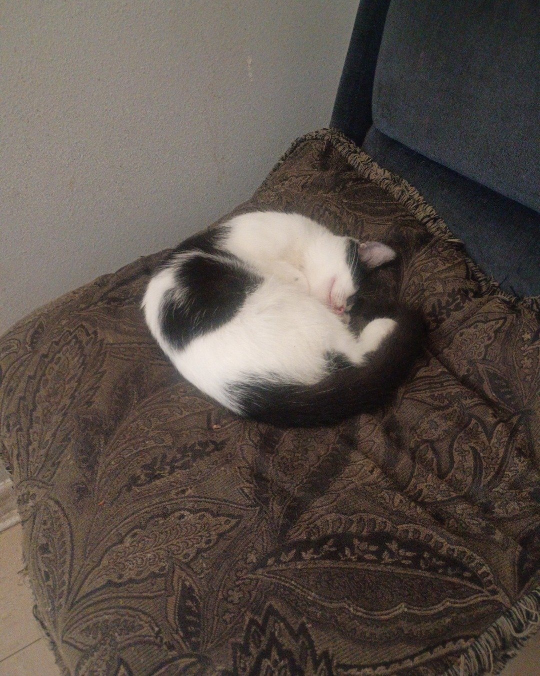 Goldie & Cleo 🐱😽. Cushion, Home Decor, Furniture, Person, Sleeping, Couch