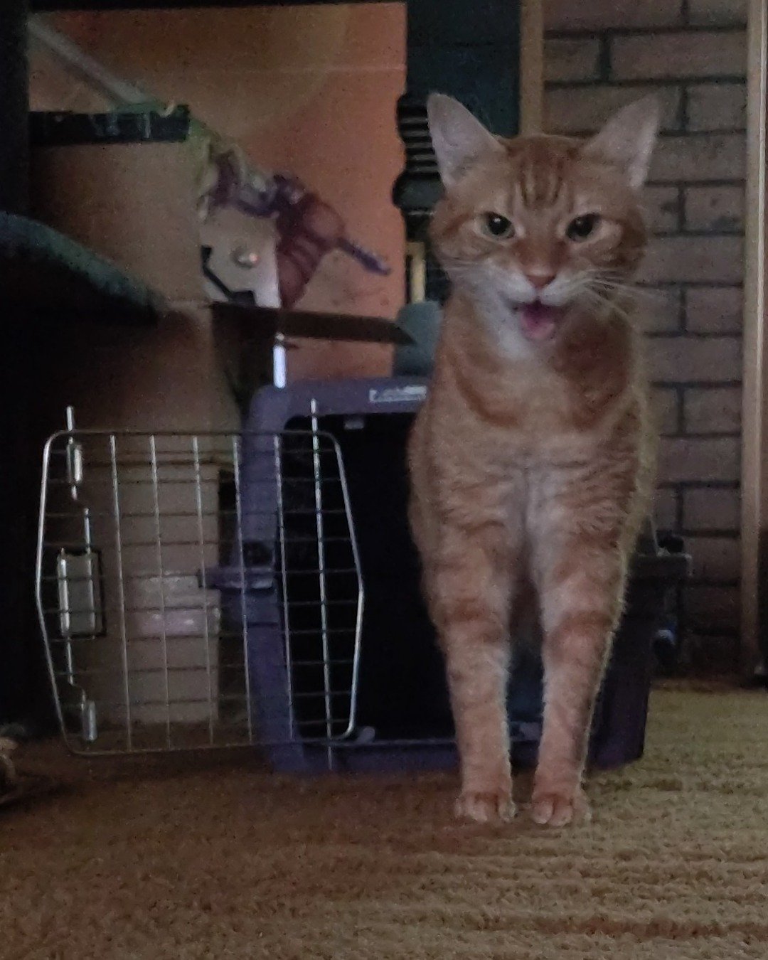Harry the Ginger. Den, Indoors, Cat, Abyssinian