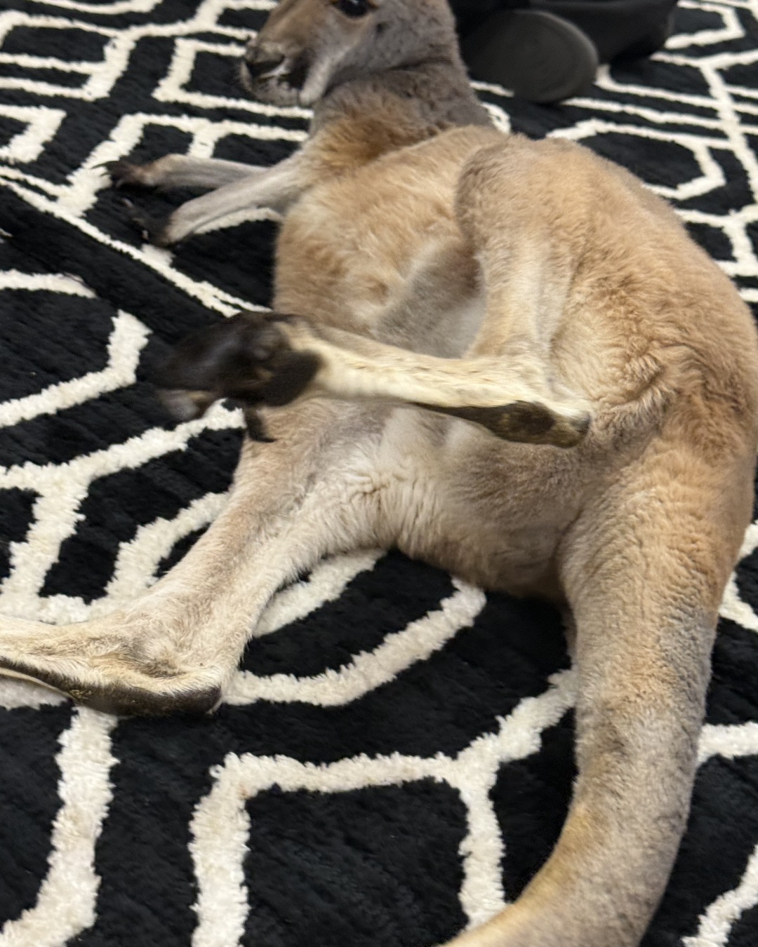Hoppy — Kangaroo