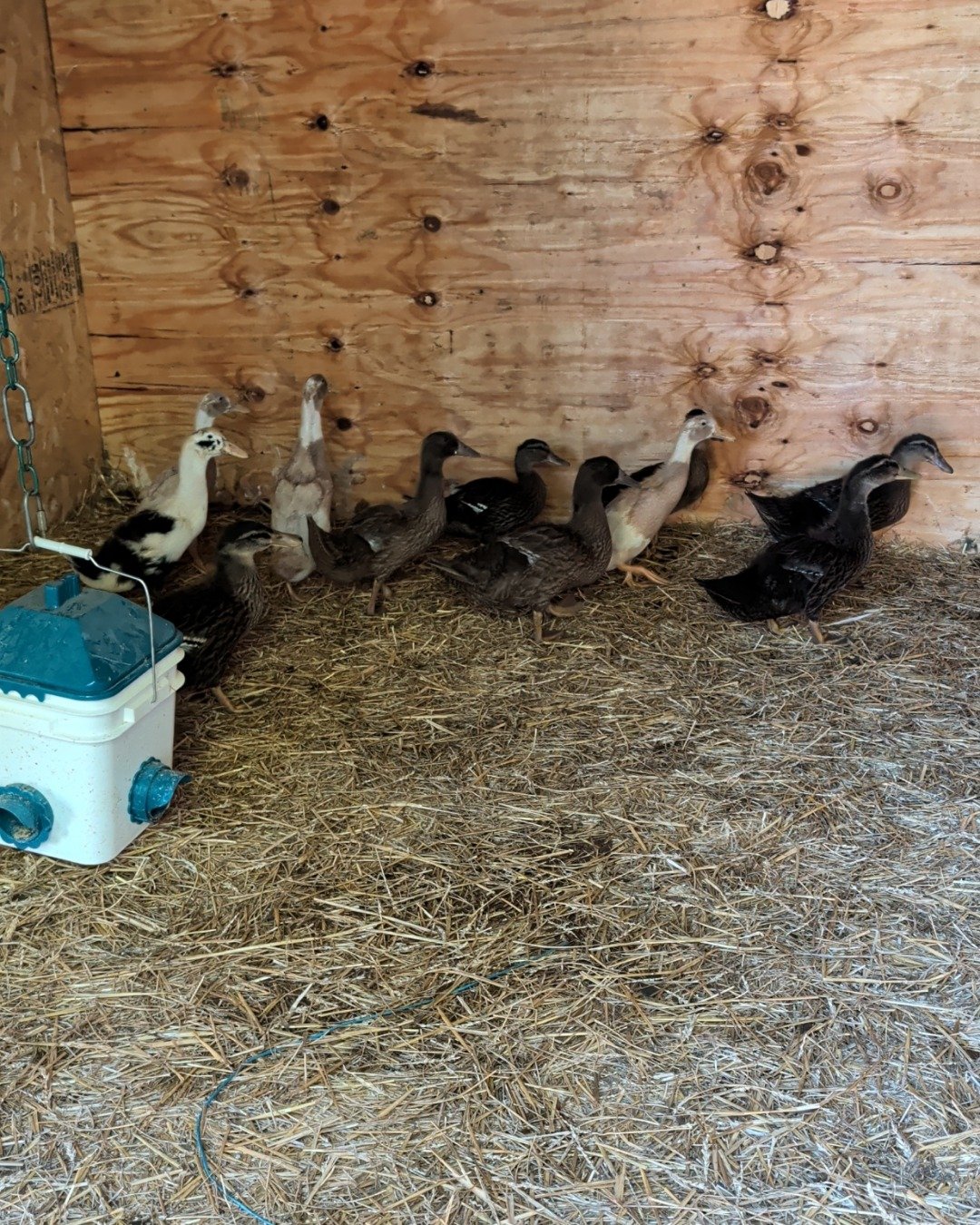 pongo the ducks and geese. Wood, Plywood, Bird, Indoors, Interior Design, Duck