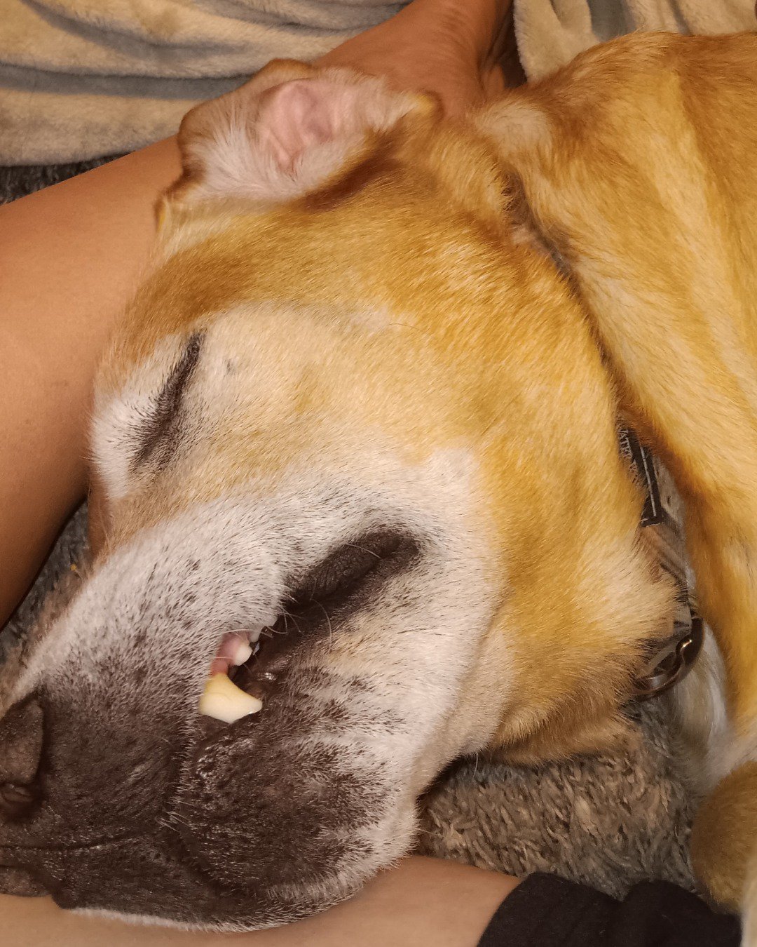 Marley the dark yellow lab. Person, Sleeping, Dog, Hound, Snout