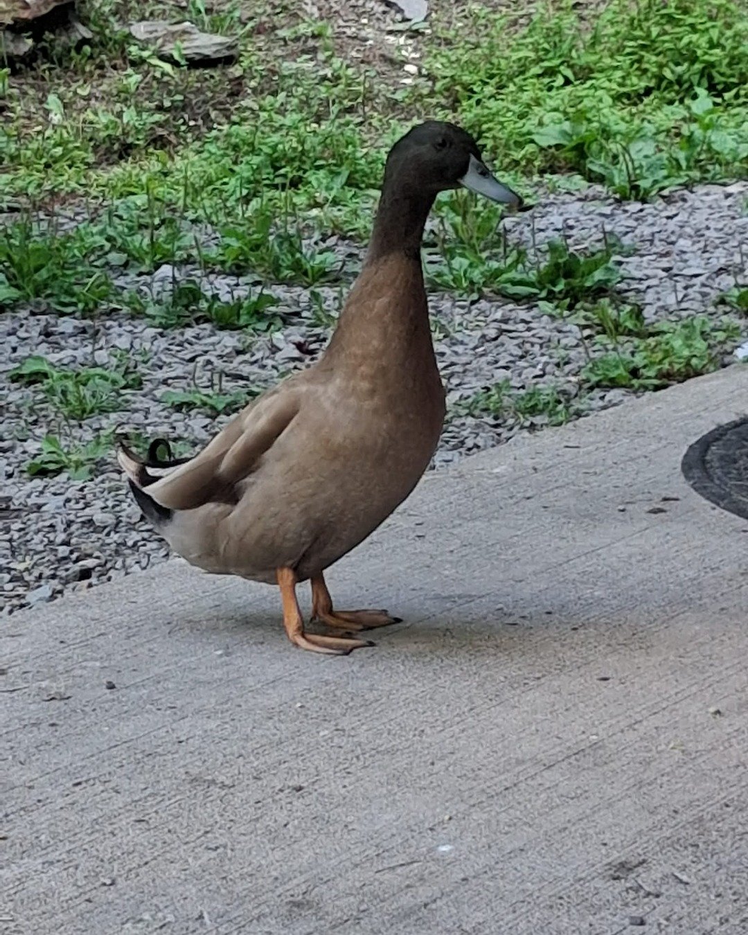 pepper. Bird, Duck, Waterfowl, Goose