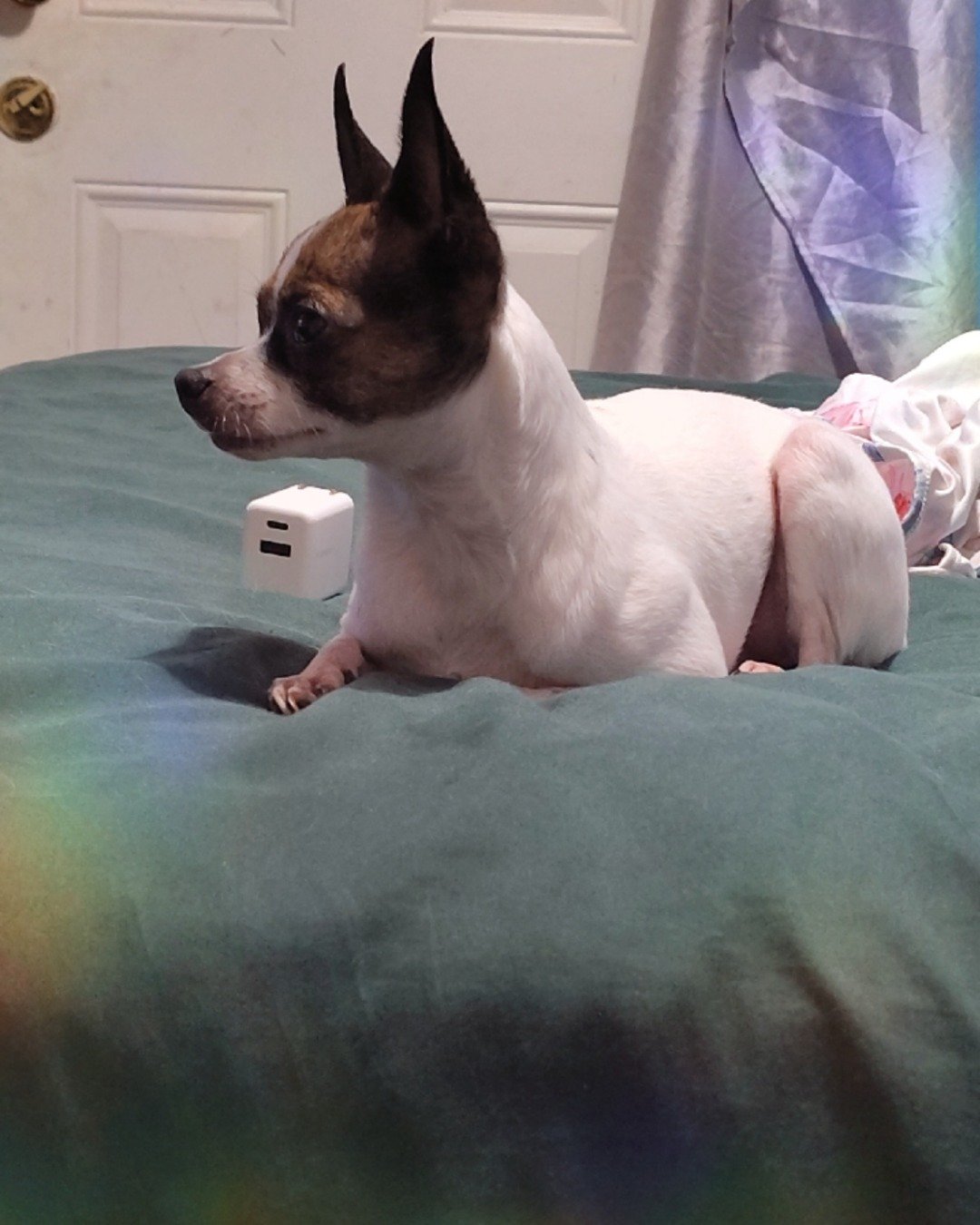 moo moo the female Chihuahua. Dog, Puppy, Chihuahua, Furniture