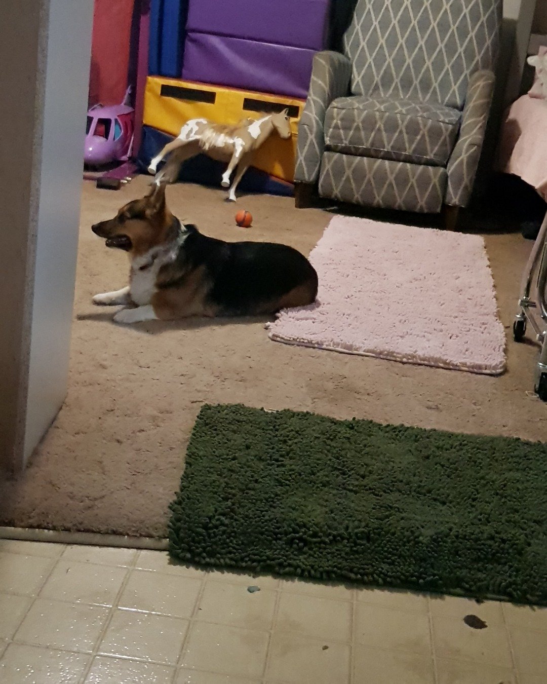 remi the Corgi. Home Decor, Dog, Hound, Rug, Ball, Basketball