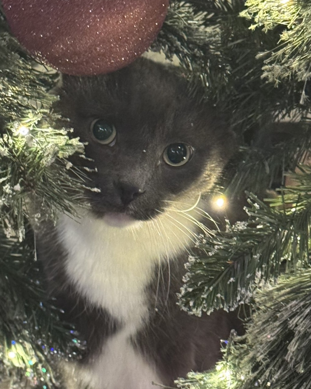 Jholote. Plant, Tree, Cat, Kitten, Lighting, Vegetation