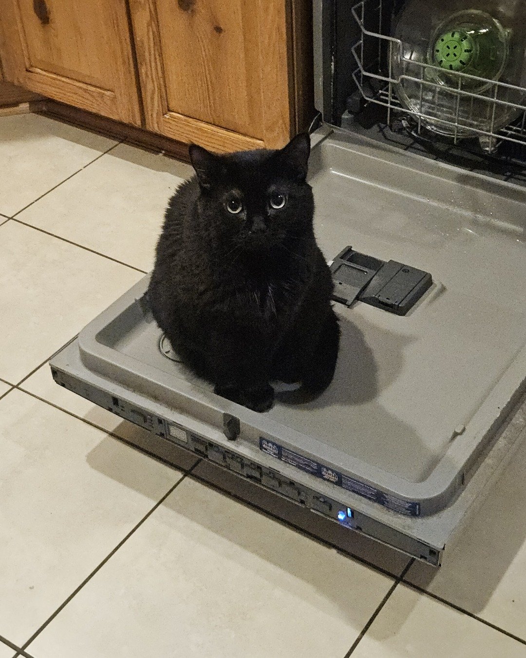 Wander the black cat. Device, Appliance, Electrical Device, Cat, Dishwasher