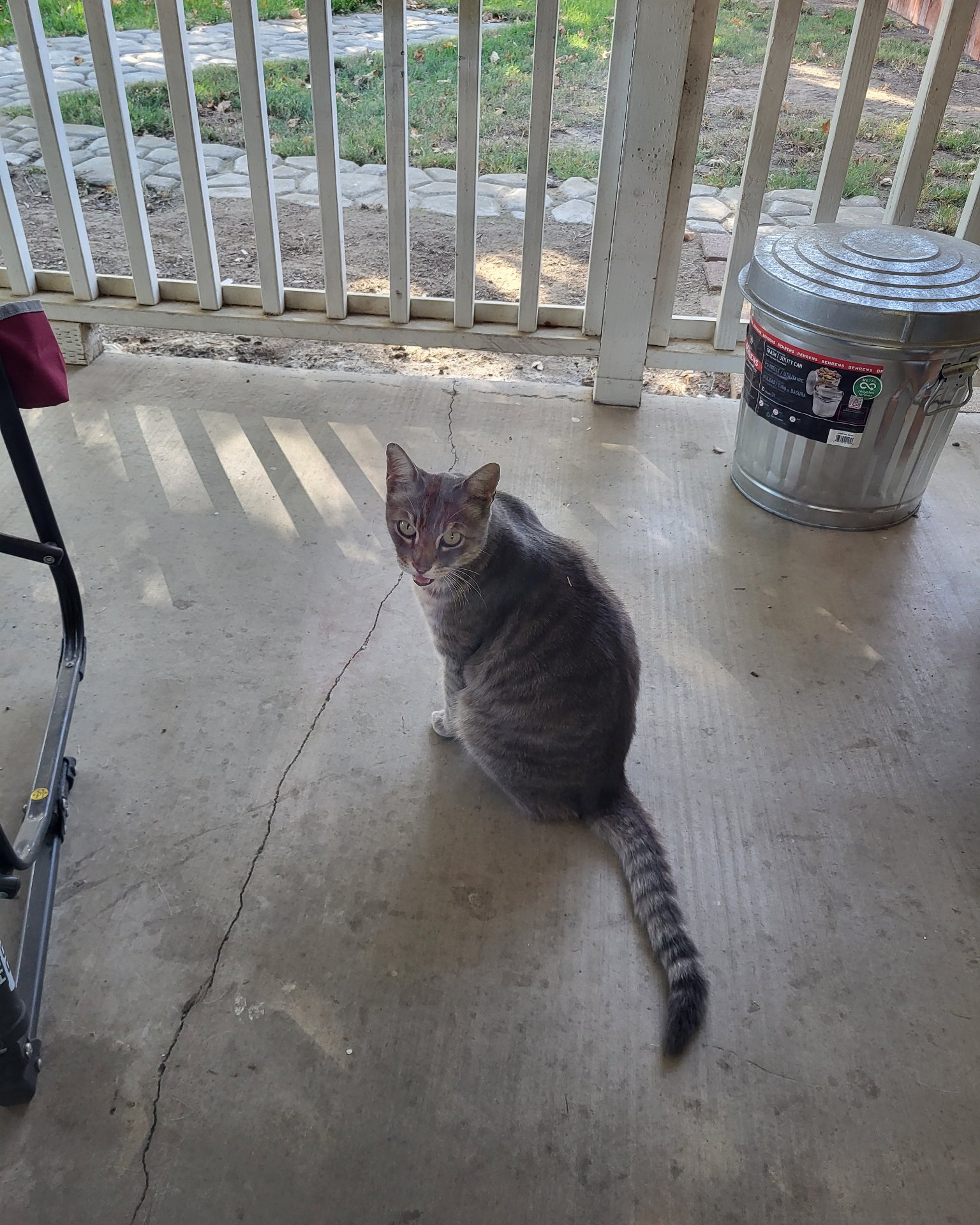 Jack the Tabby. Architecture, Building, Outdoors, Shelter, House, Housing