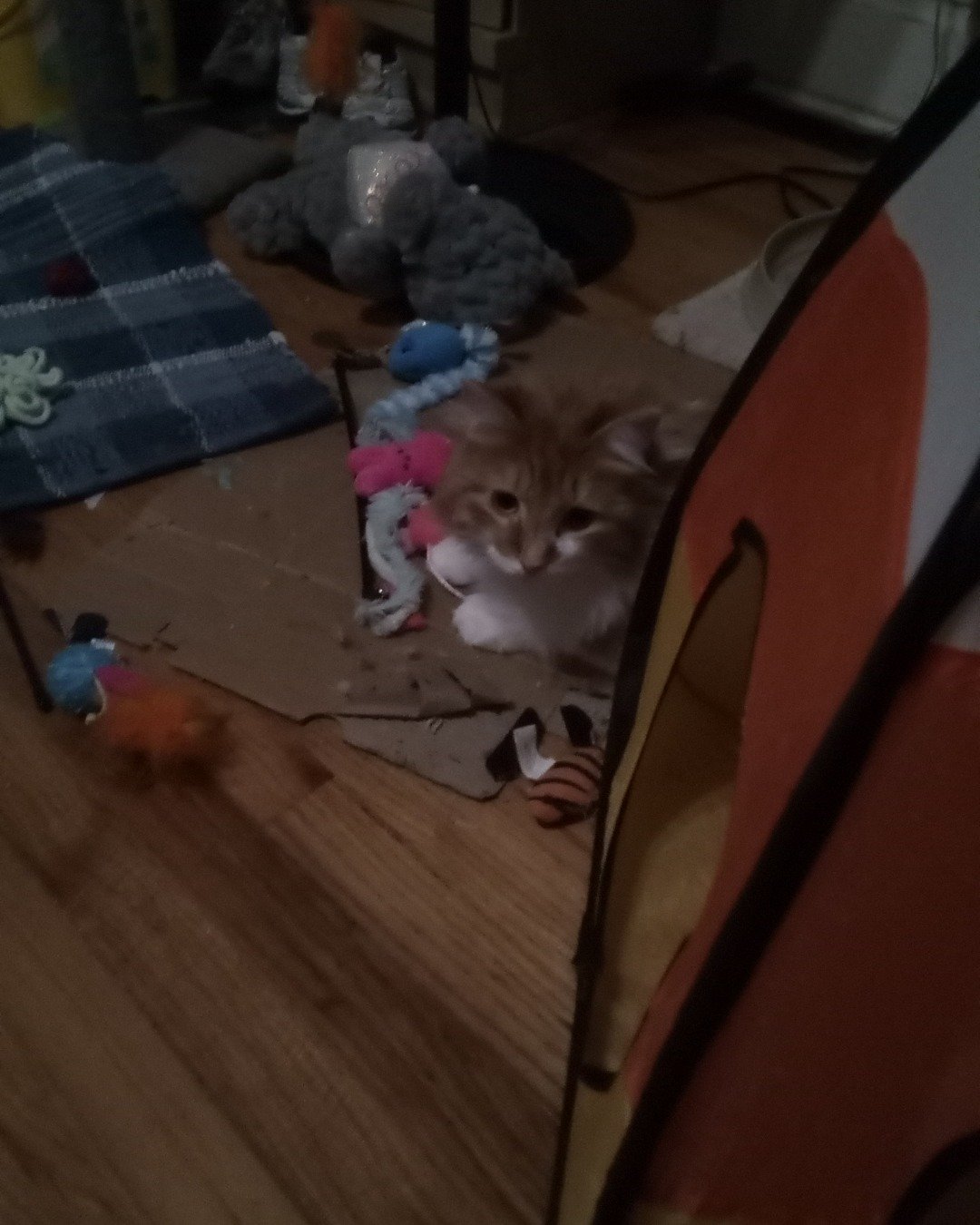 Lucky. Cat, Kitten, Wood, Person, Indoors, Dining Table