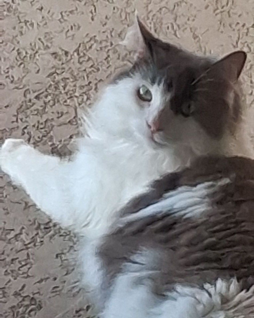 Göbekli the domestic long hair. Angora, Cat, Kitten