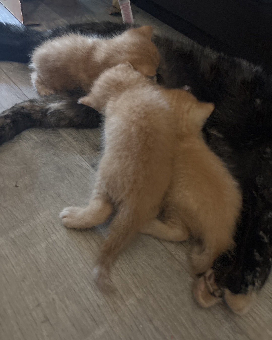 Roxy,nacho,noodle,sunny. Floor, Flooring, Couch, Furniture, Wood, Cat