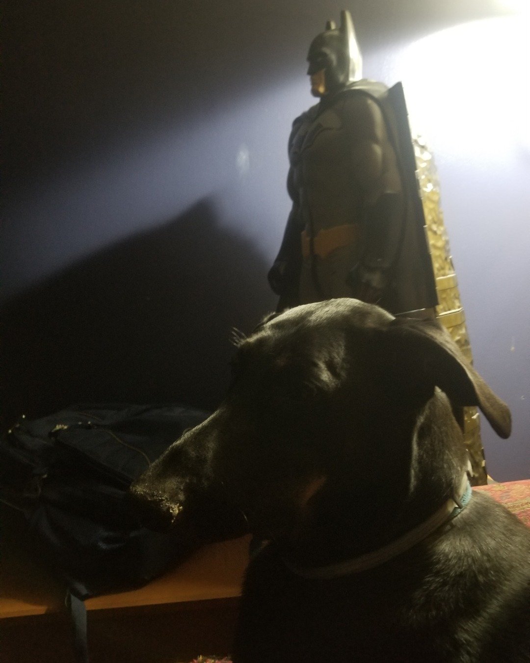 rox&blue the doberman pinscher. Lighting, Person, Dog, Puppy, Adult, Male