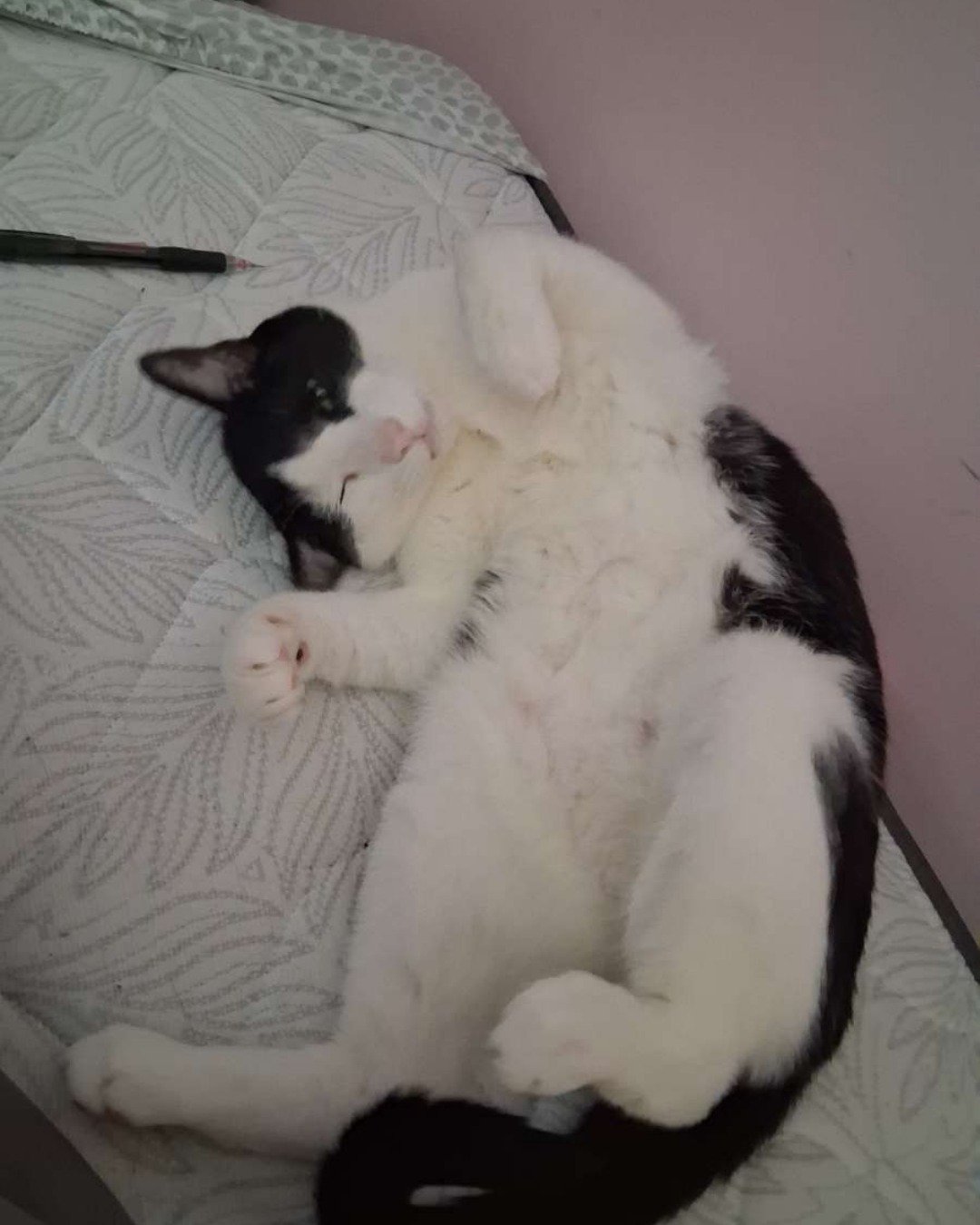 soup the Tuxedo cat. Person, Sleeping, Cat, Kitten