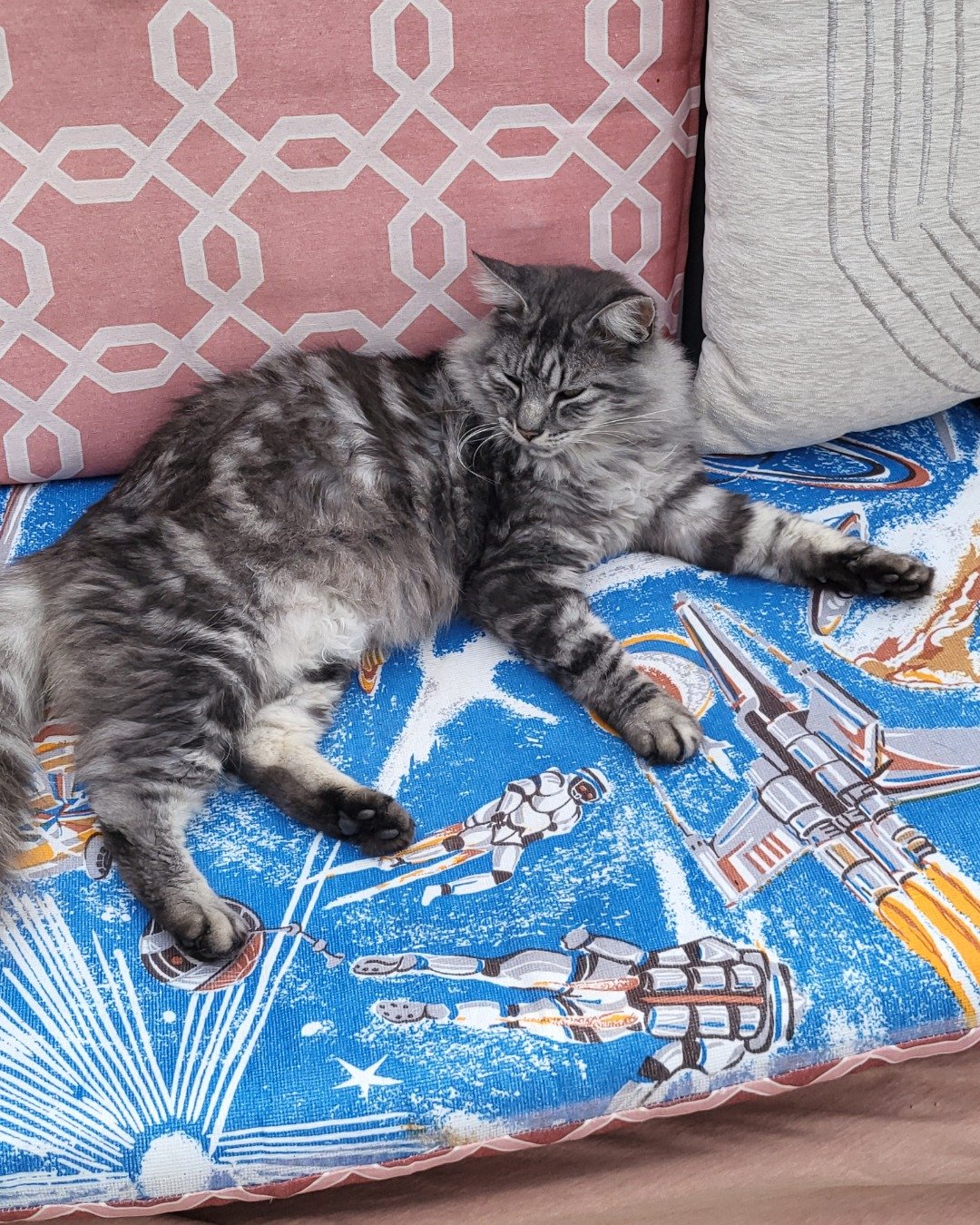 Yeti Freddie. Cushion, Home Decor, Couch, Furniture, Cat, Kitten
