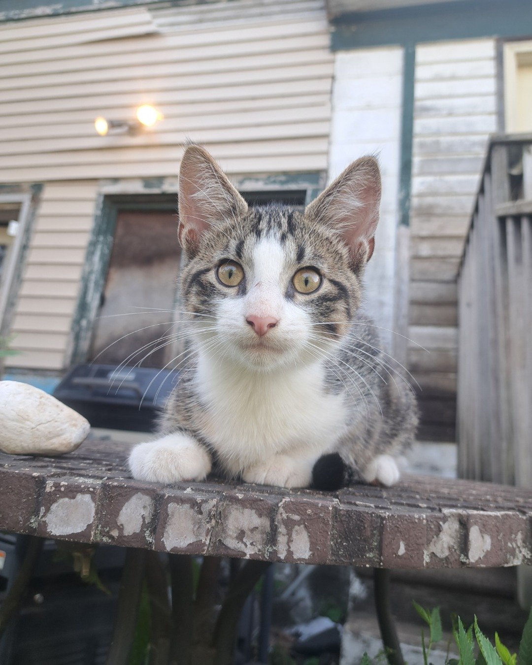 Sol. Cat, Kitten, Wood, Manx, Architecture, Building