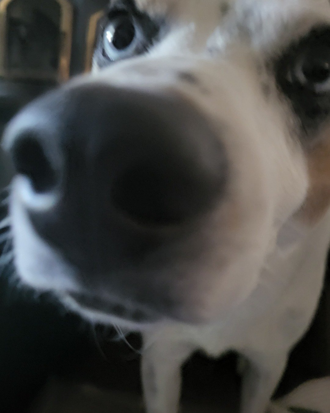 Billy the 1/4 Chihuahua 3/4 Queensland healer. Snout, Dog, Puppy, Hound