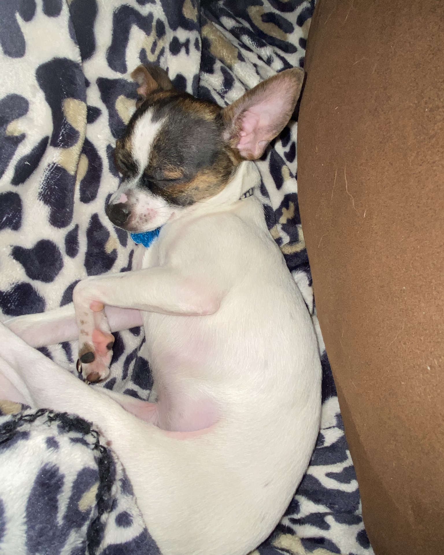 moo moo the female Chihuahua. Dog, Puppy, Chihuahua