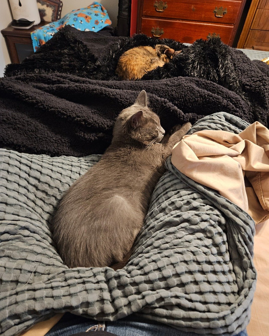 Damnit (grey cat) and Eevee (tortie). Blanket, Cat