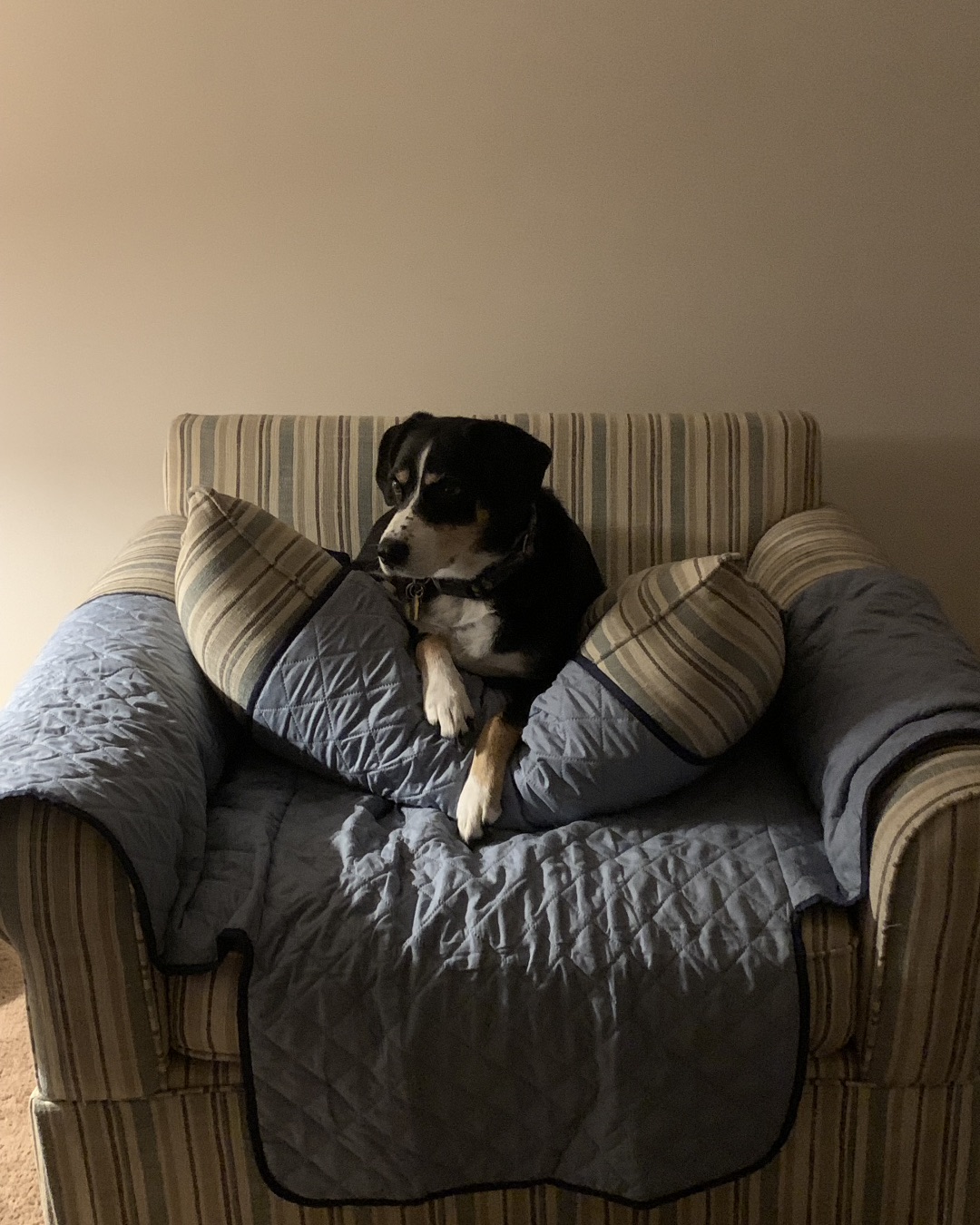 Pippi the Beagle Mix. Couch, Furniture, Dog, Chair, Puppy, Cushion